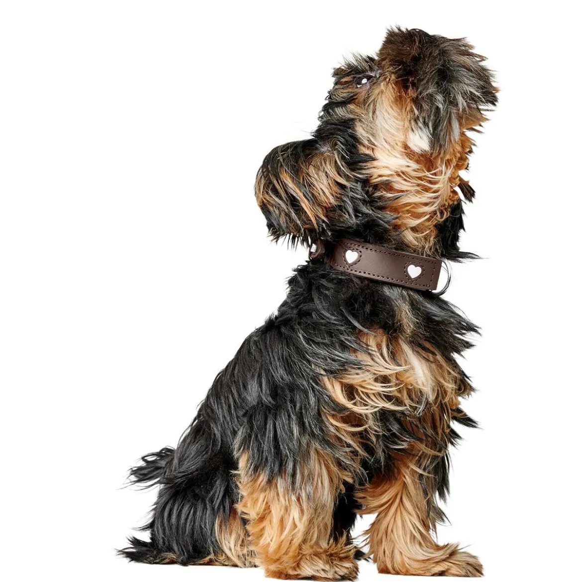 Hunter Love Hundhalsband Brun
