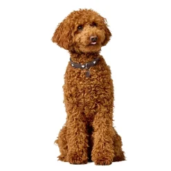 Hunter Love Hundhalsband Brun