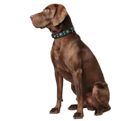 Hunter Sioux Läderhalsband till Hund