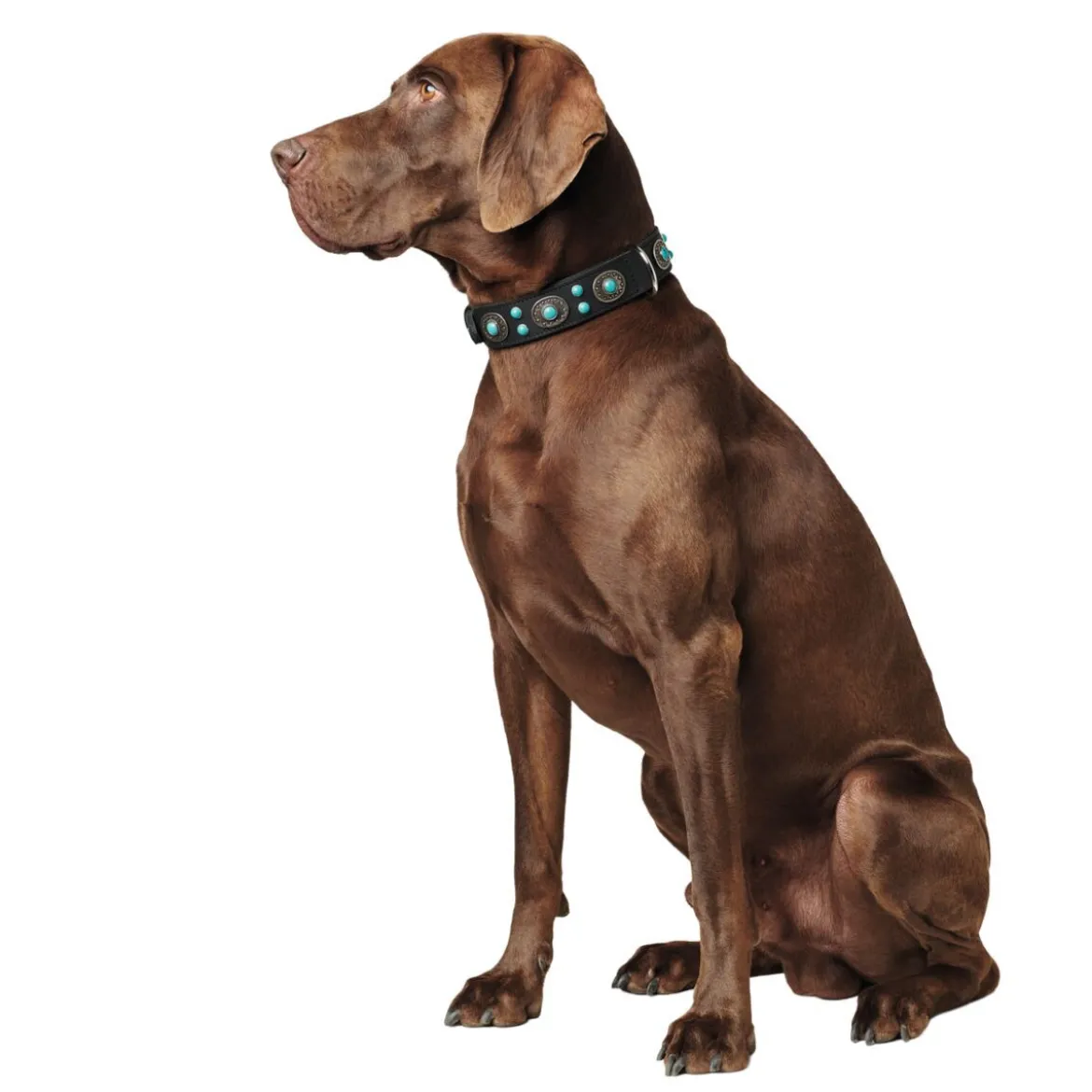 Hunter Sioux Läderhalsband till Hund