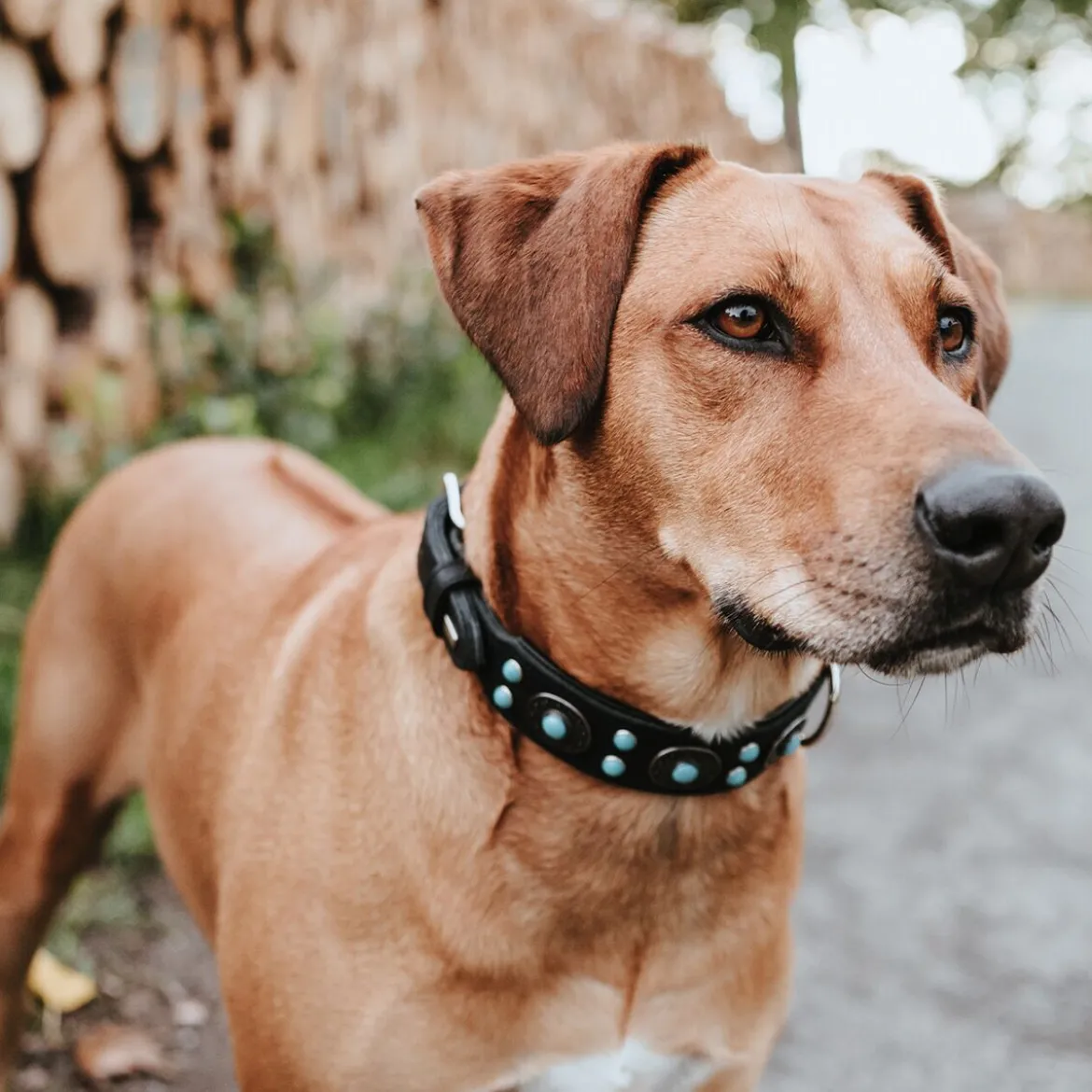 Hunter Sioux Läderhalsband till Hund