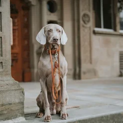 Hunter Solid Education Hundhalsband Halvstryp Brun