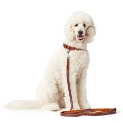 Hunter Solid Education Hundhalsband Halvstryp Brun