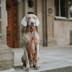 Hunter Solid Education Hundkoppel Brun