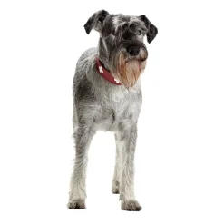 Hunter Swiss Hundhalsband Röd