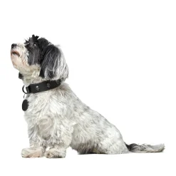 Hunter Tijuana Läderhalsband till Hund