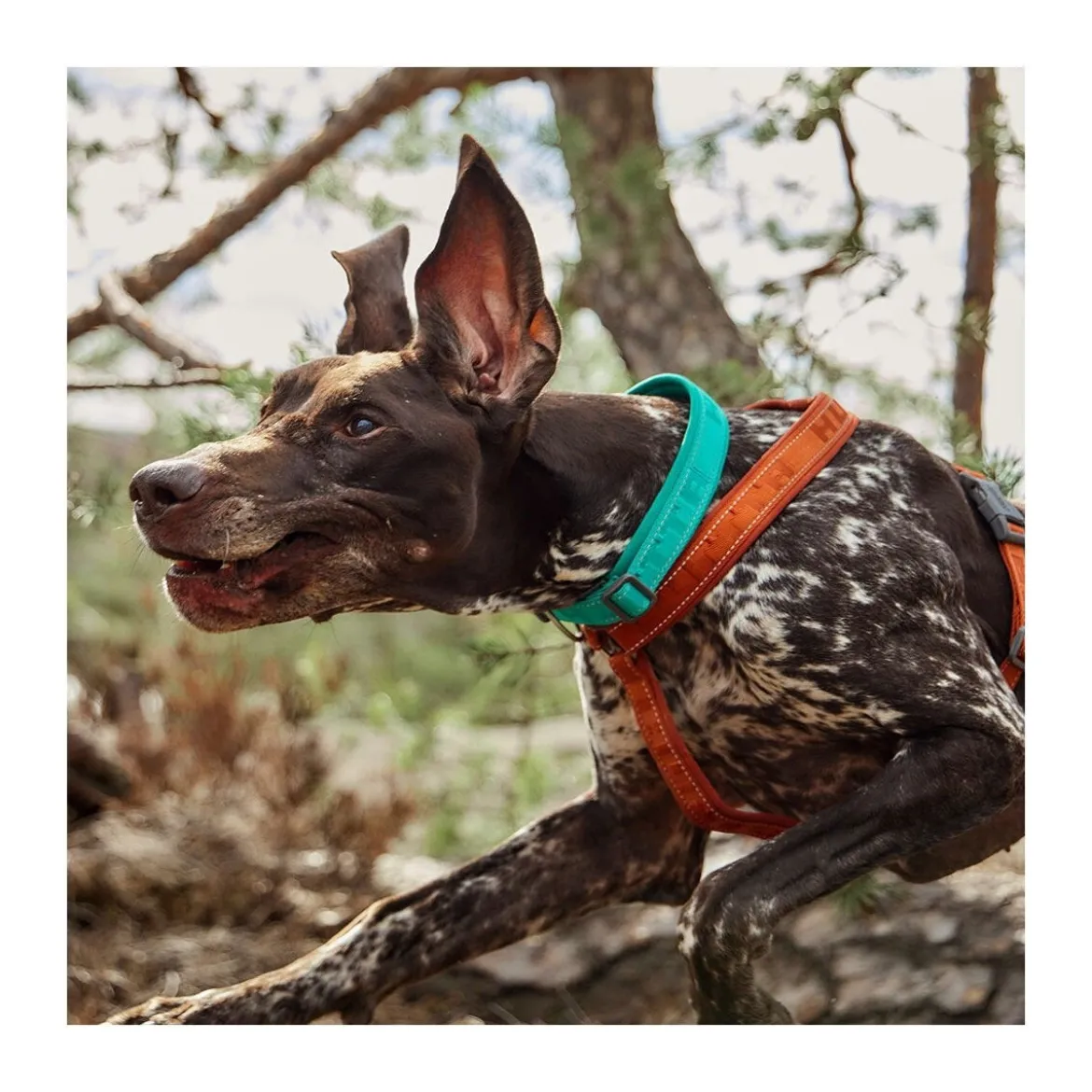 Hurtta Casual ECO Hundhalsband Turkos