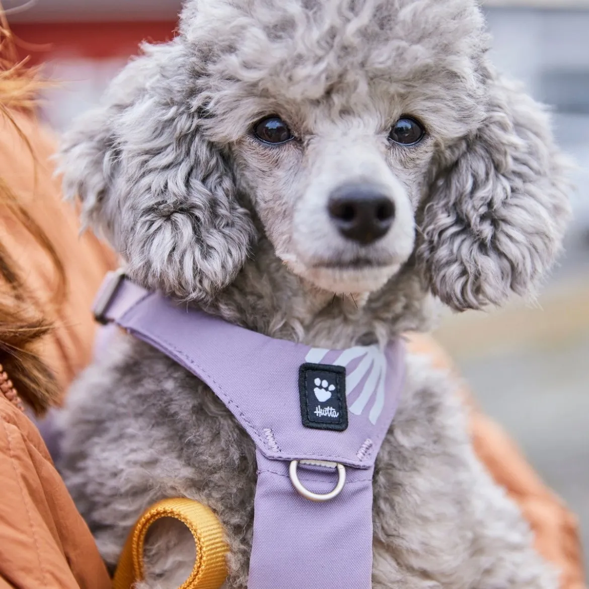 Hurtta Seeker Hundsele Ljuslila