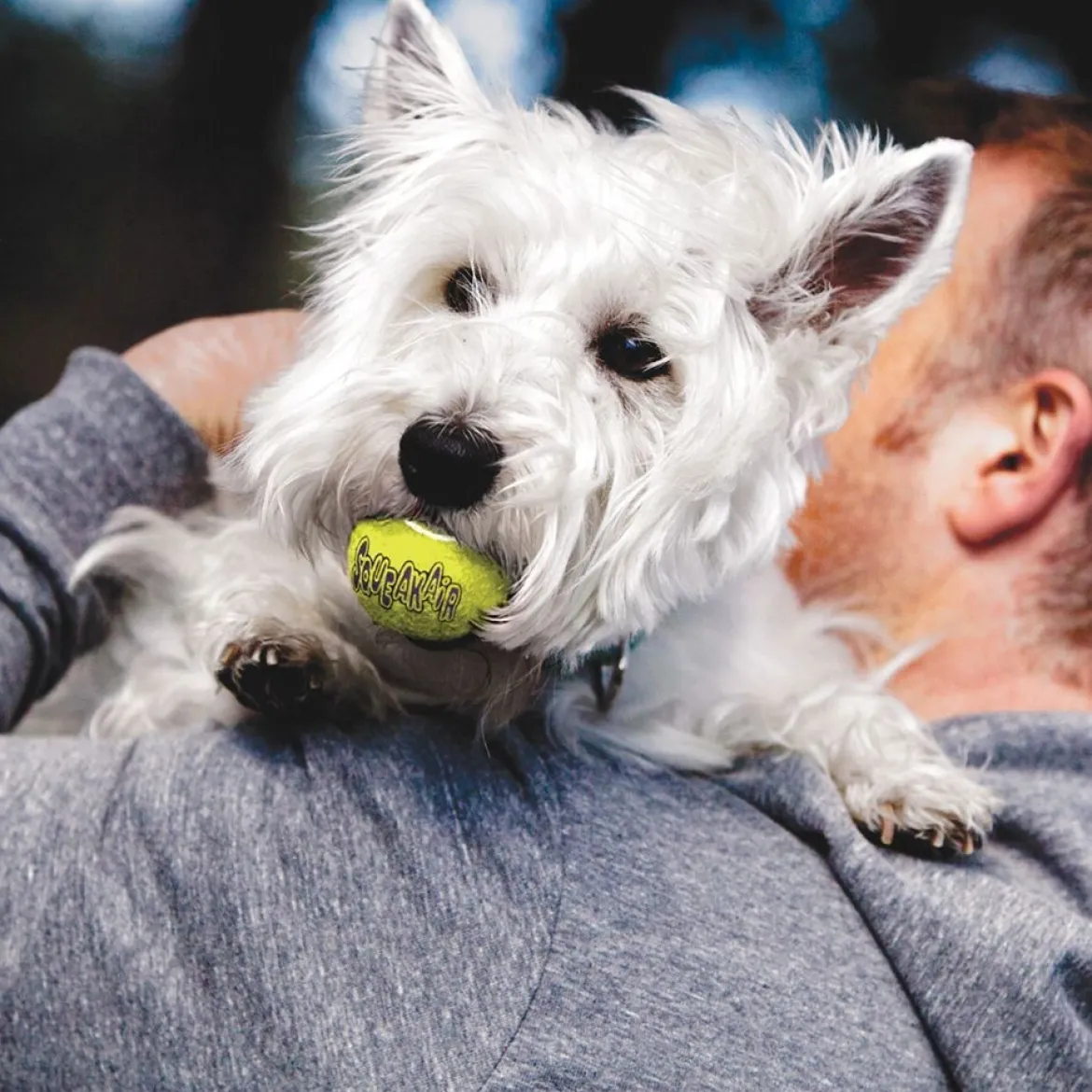 KONG AirDog Squeaker Tennisbollar