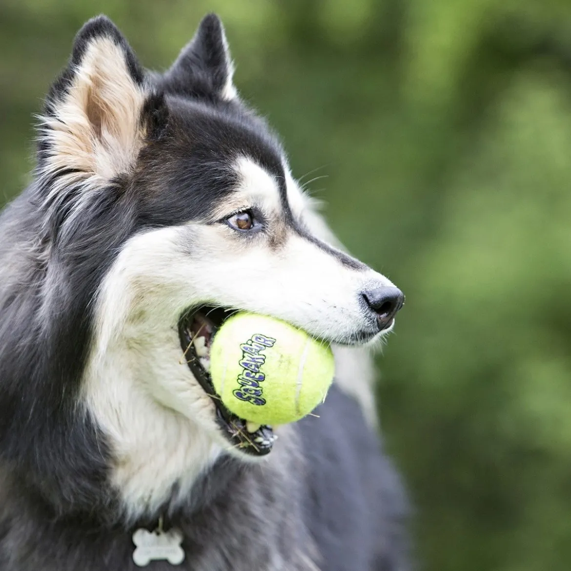 KONG AirDog Squeaker Tennisboll
