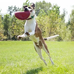 KONG Flyer Frisbee