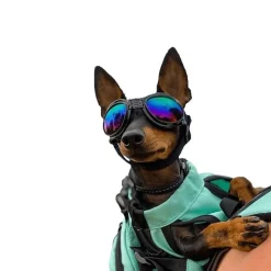 K9 Sport Goggles till Hund Svart