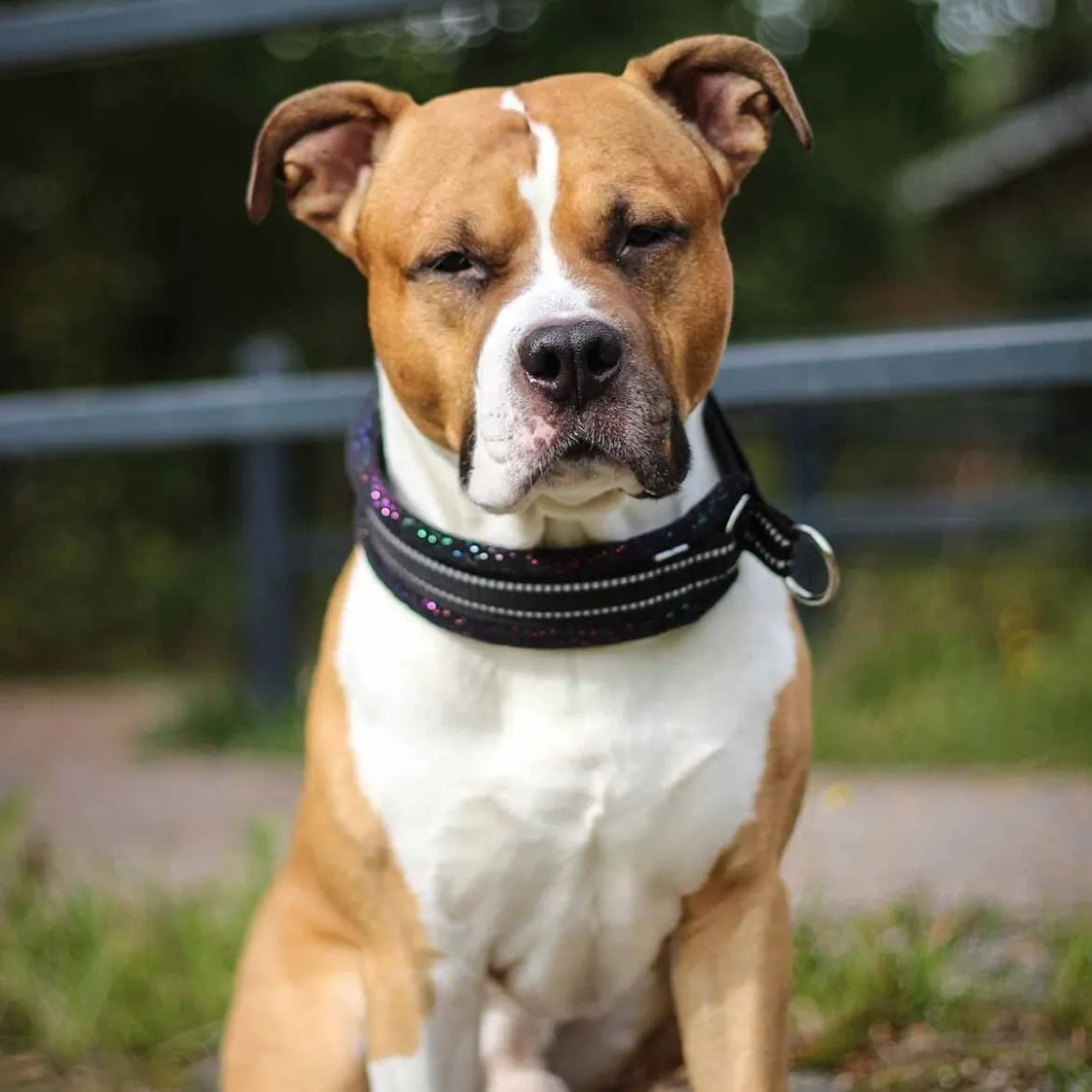 Kusse&Kutta Hundhalsband Bred Modell Svart Glitter