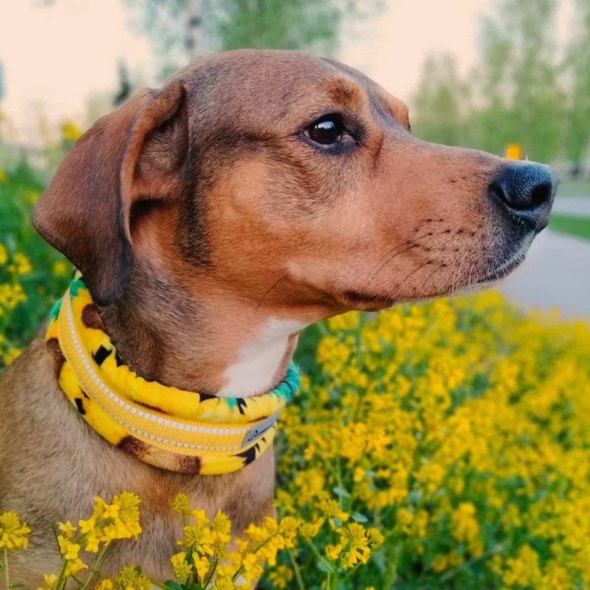 Kusse&Kutta Hundhalsband Bred Modell Solrosor