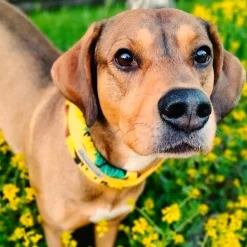 Kusse&Kutta Hundhalsband Bred Modell Solrosor