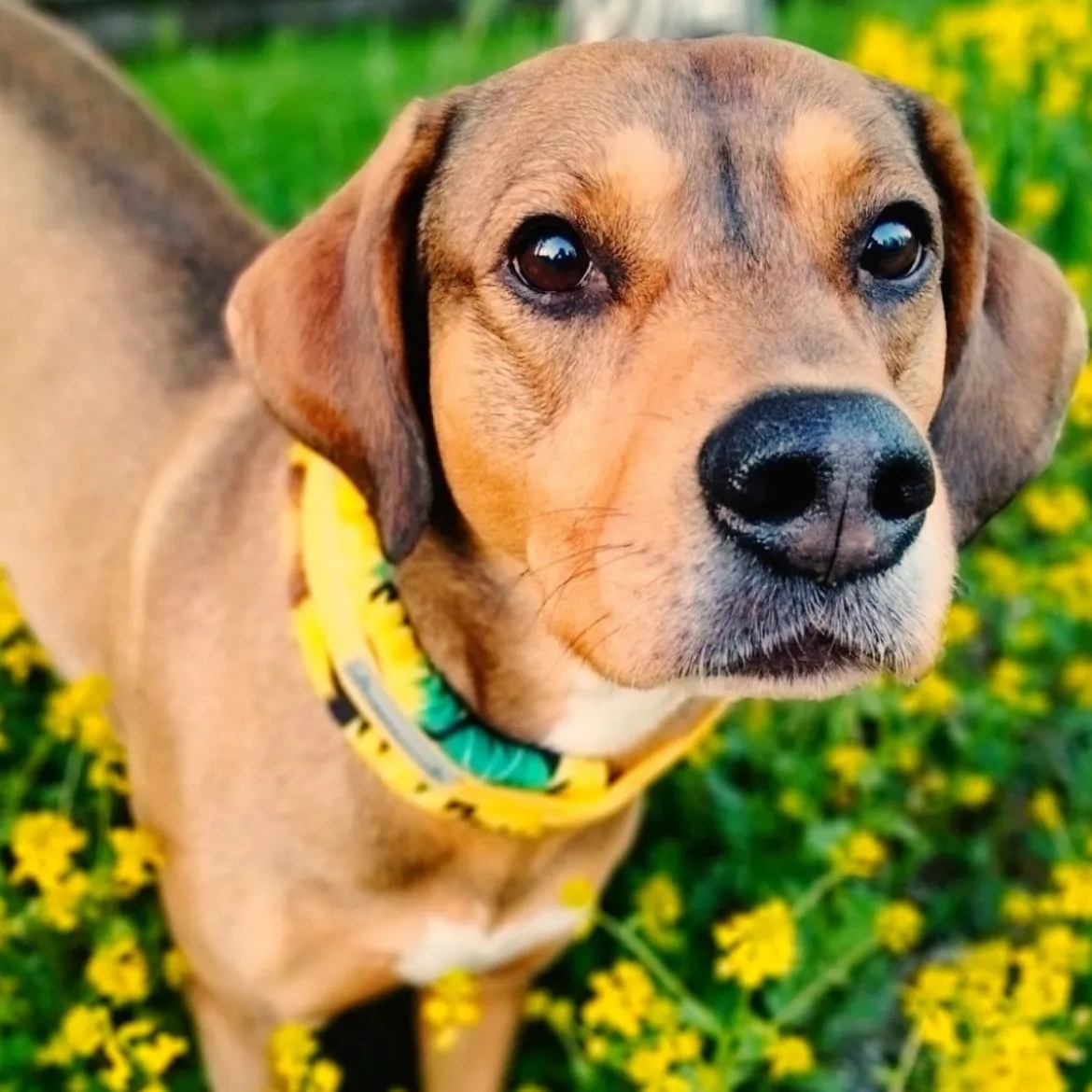 Kusse&Kutta Hundhalsband Bred Modell Solrosor