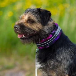 Kusse&Kutta Hundhalsband Cosmos