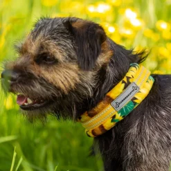 Kusse&Kutta Hundhalsband Solrosor