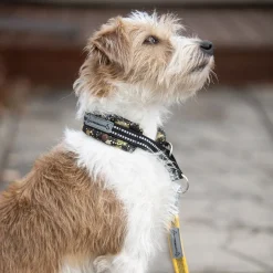 Kusse & Kutta Hundhalsband Vadderat Svart & Guld