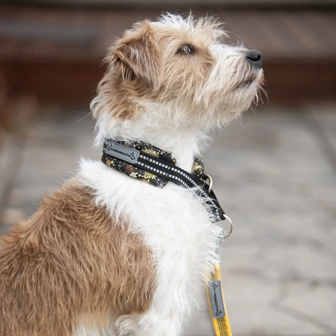 Kusse & Kutta Hundhalsband Vadderat Svart & Guld