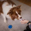 Loype Nosework Behållare i Plast