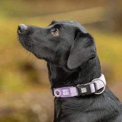 Max & Molly Smart ID Hundhalsband Matrix 2.0 Lila