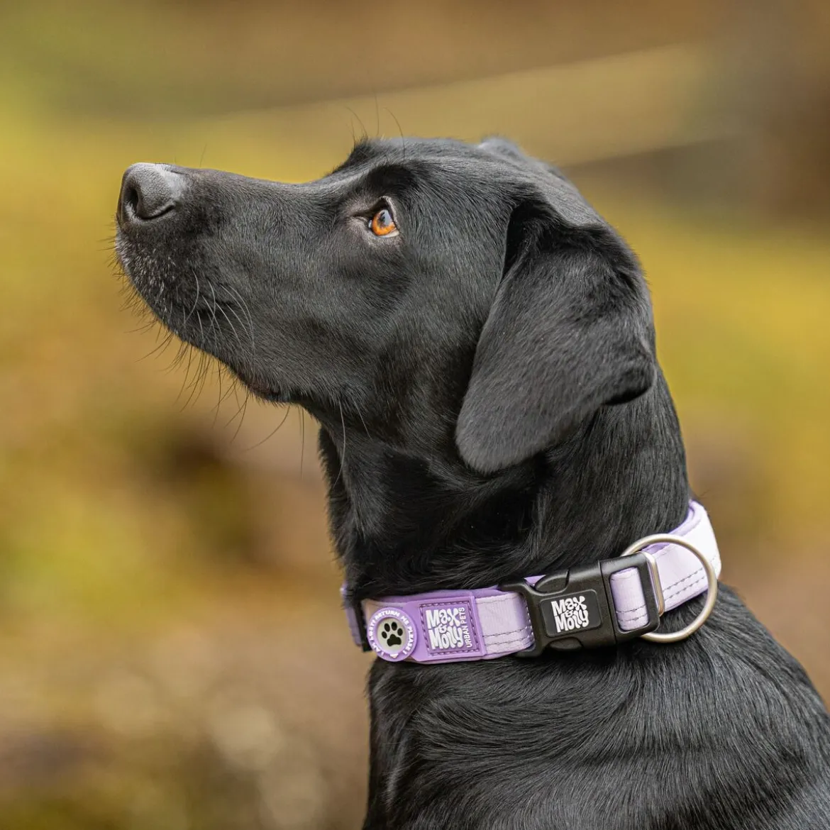 Max & Molly Smart ID Hundhalsband Matrix 2.0 Lila
