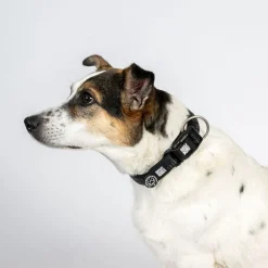 Max & Molly Smart ID Hundhalsband Matrix 2.0 Svart