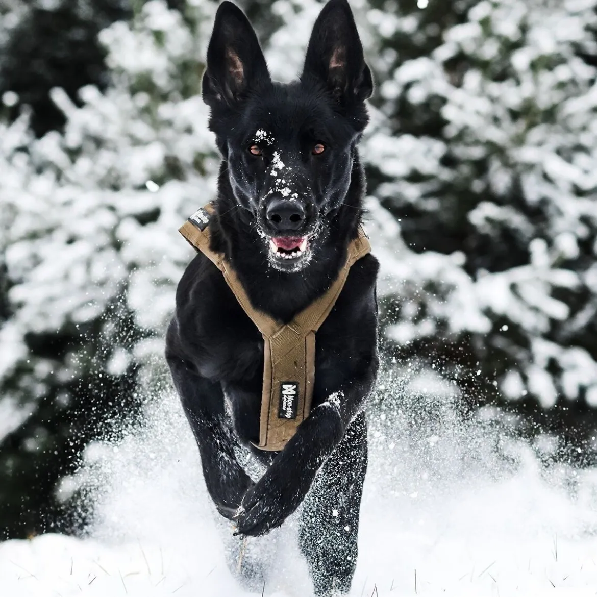Non-Stop Dogwear Freemotion Defense Dragsele Grön