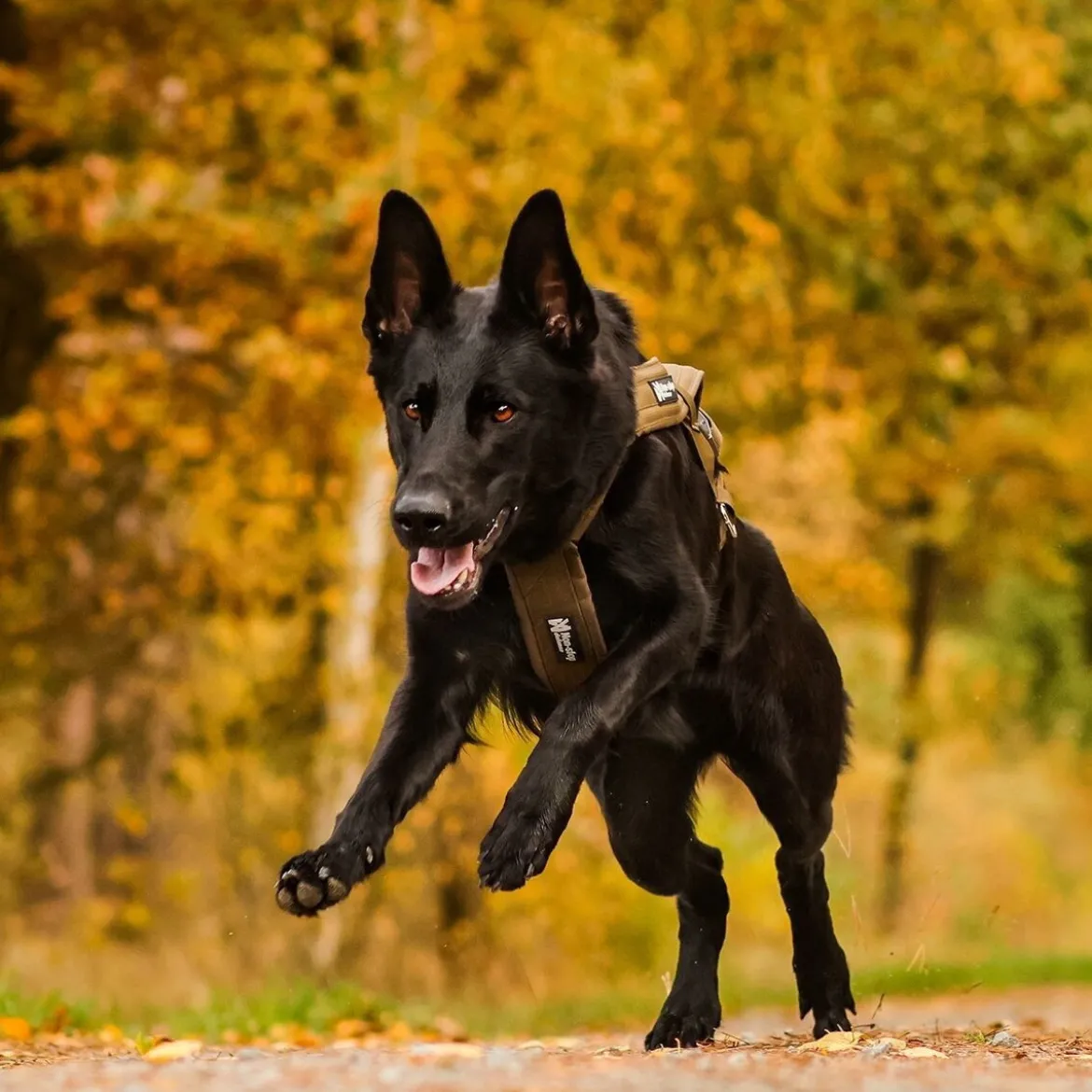 Non-Stop Dogwear Freemotion Defense Dragsele Grön