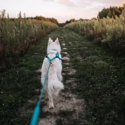 Non-Stop Dogwear Freemotion 5.0 Dragsele Turkos