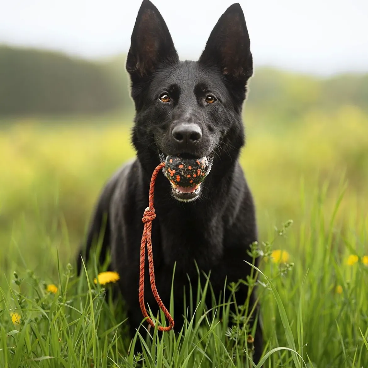 Non-Stop Dogwear Hundboll med Rep Orange/Svart