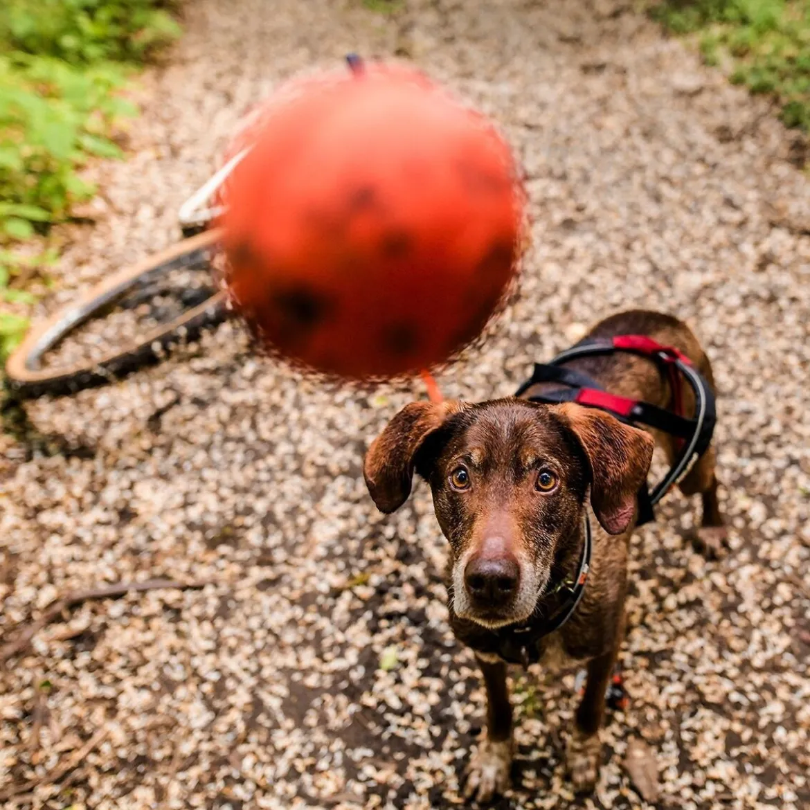 Non-stop Dogwear Hundboll Orange/Svart