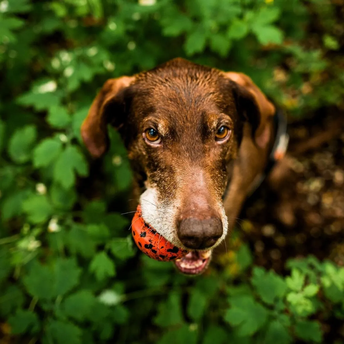 Non-stop Dogwear Hundboll Orange/Svart