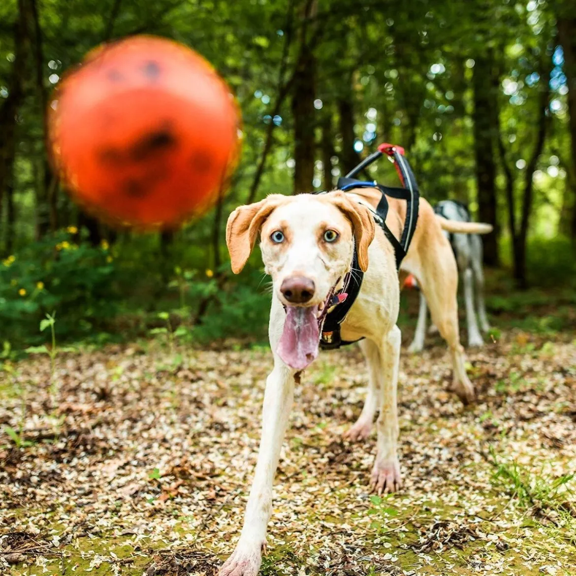 Non-stop Dogwear Hundboll Orange/Svart