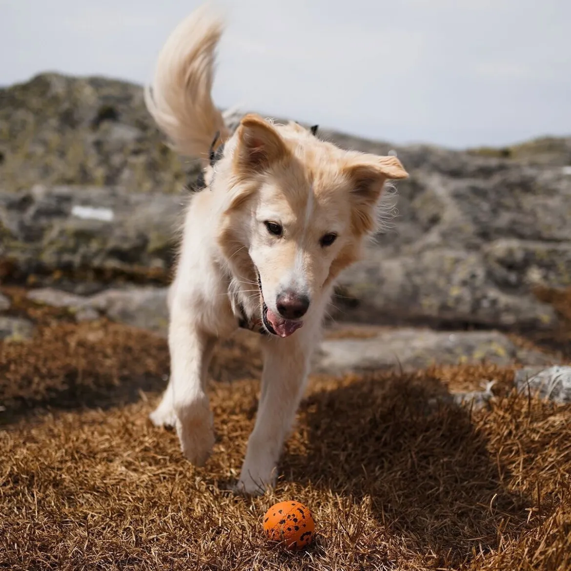 Non-stop Dogwear Hundboll Orange/Svart