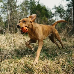 Non-Stop Dogwear Kastleksak till Hund Orange/Svart