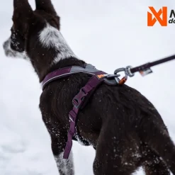 Non-Stop Dogwear Line Hundsele 5.0 Lila