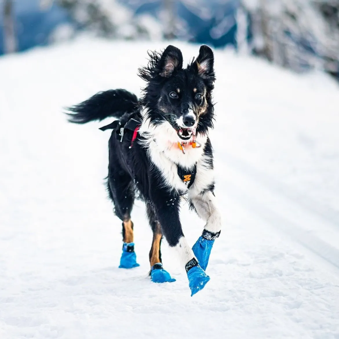 Non-stop Dogwear Long Distance Bootie 4-pack