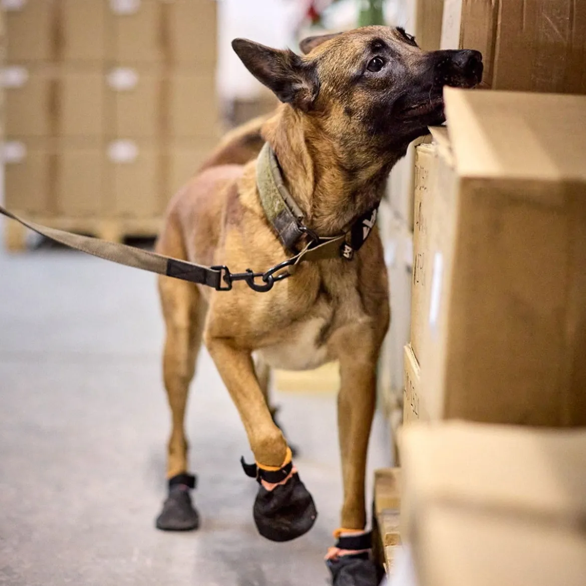 Non-Stop Dogwear Solid WD Hundhalsband Halvstryp Grön