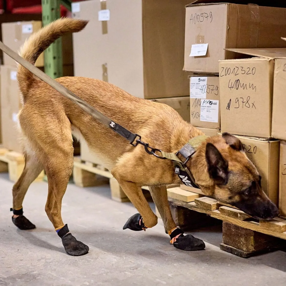Non-Stop Dogwear Solid WD Hundhalsband Halvstryp Grön