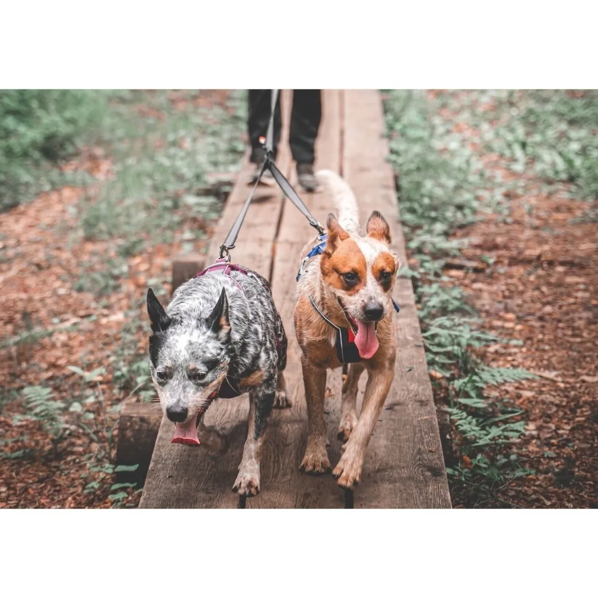 Non-stop Dogwear Touring Double Divider Avdelare för Koppel