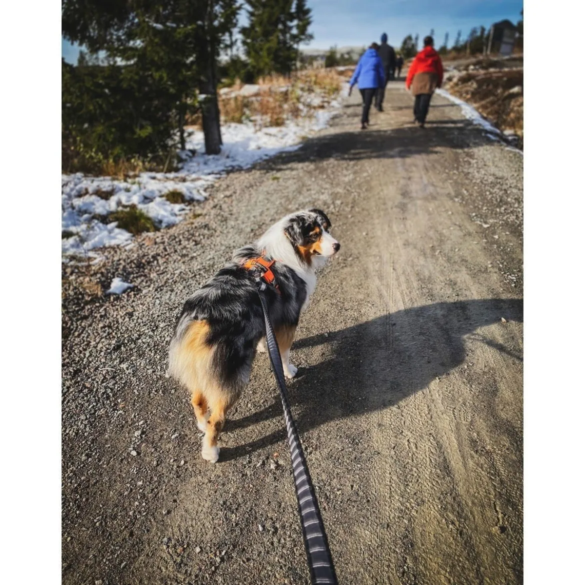 Non-stop Touring Bungee Leash
