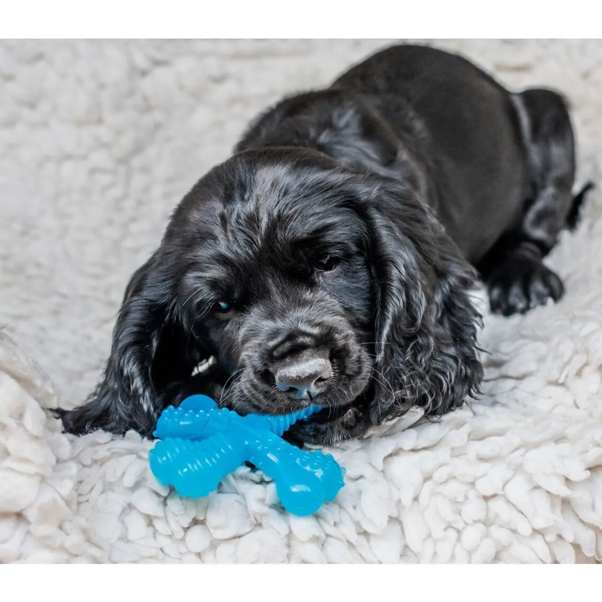 Nylabone Puppy Teething X Biff XS