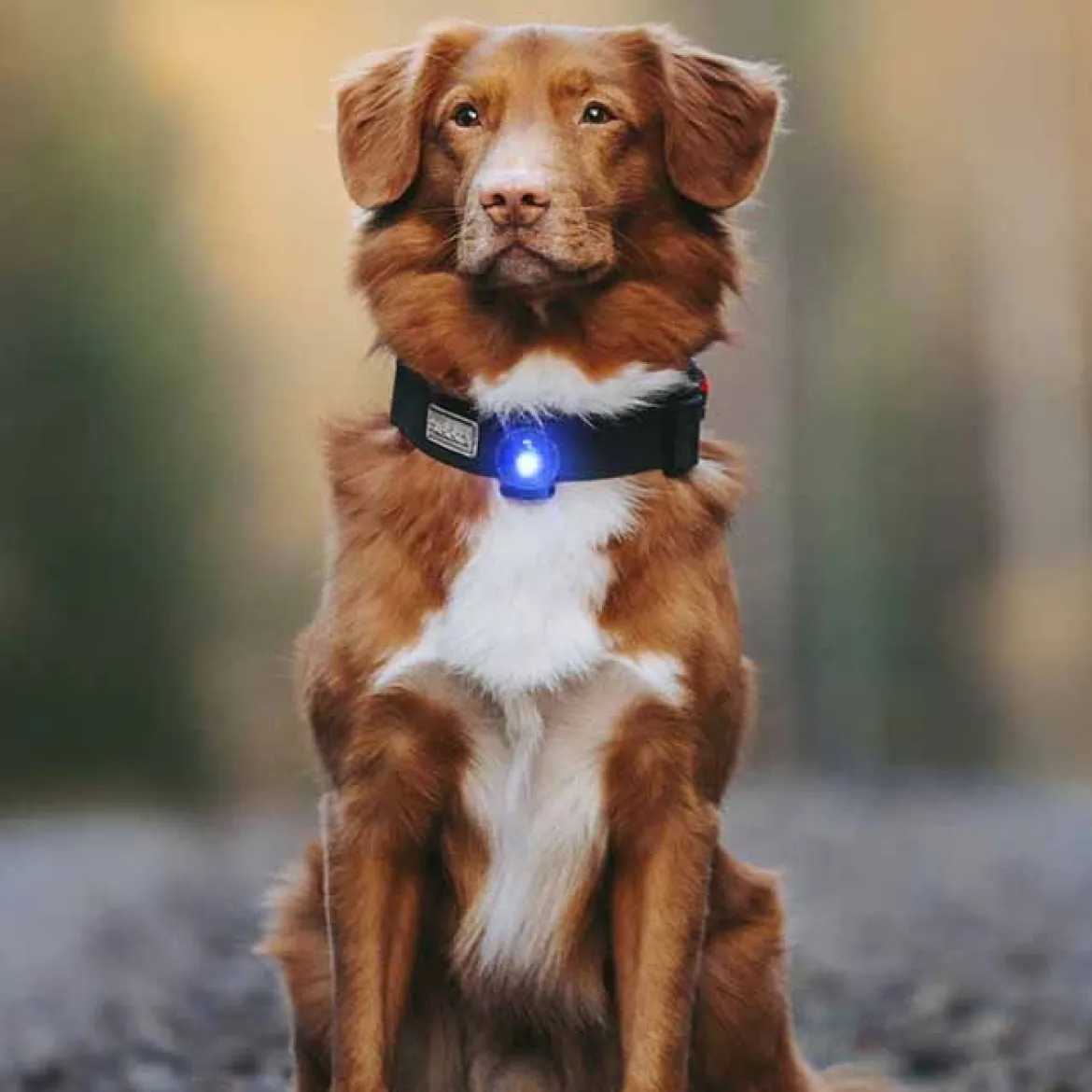 Orbiloc Säkerhetslampa till hund