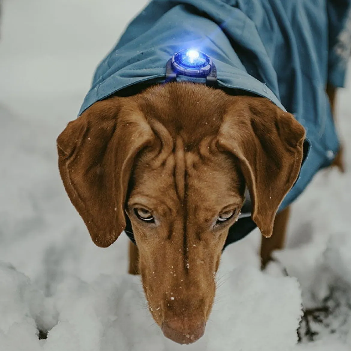 Orbiloc Säkerhetslampa till hund