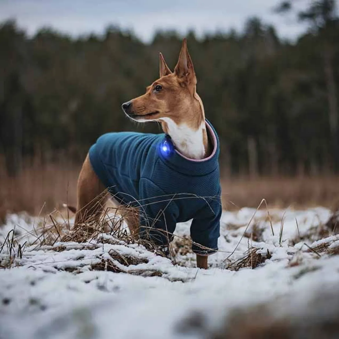 Orbiloc Säkerhetslampa till hund