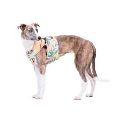 PAIKKA Kylväst till Hund Citron Rosa