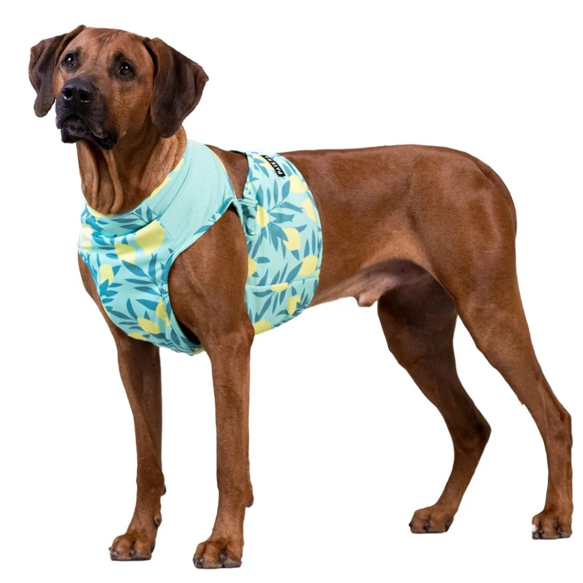 PAIKKA Kylväst till Hund Citron Grön