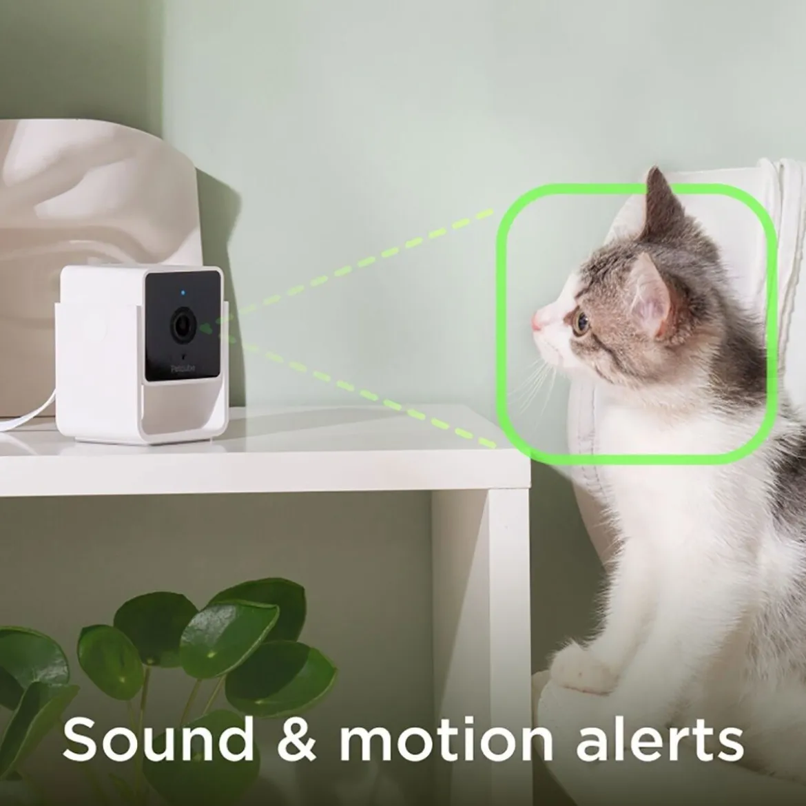 PetCube Cam Husdjurskamera med Ljud